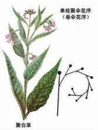 螺旋狀聚傘花序