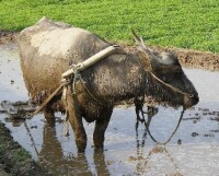 田間犁地的水牛