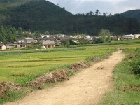 蓮花塘村[雲南省文山州西疇縣蓮花塘鄉蓮花塘村]