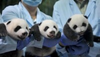 全球唯一存活大熊貓三胞胎順利“開眼”