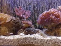 大堡礁美麗的珊瑚