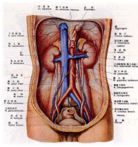人體內臟結構圖
