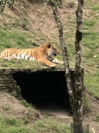 梅花山虎園