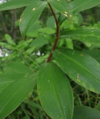 Costus speciosus (Koen.) Smith 閉鞘姜