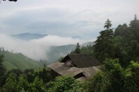 瓊珍靈芝“林中靈”林下靈芝