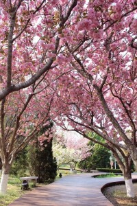 櫻花園