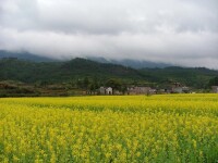 美麗的油菜田