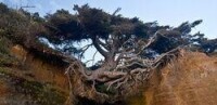 美國華盛頓的奧林匹克國家公園中的生命之樹