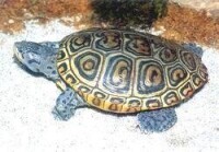北部菱斑龜
