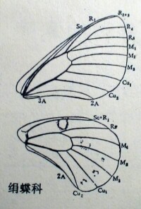 蝴蝶科的翅脈