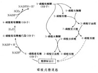 磷酸戊糖通路