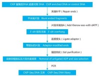 實驗流程示意圖