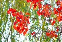 鹽城東台西溪植物園高清組圖4