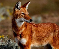 西門豺，與亞洲的豺狗一樣體毛通紅，但它是胡狼的一種，且分佈於非洲東北部。