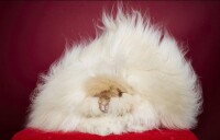 安哥拉兔因毛髮長度為36.5厘米成功刷吉尼斯世界紀錄