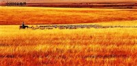金色草原