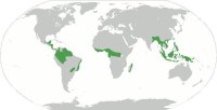 熱帶雨林的全球分佈