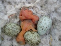 渡鴉(雛鳥和卵)