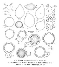 煙草疫霉