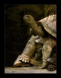 巨大的亞達伯拉象龜