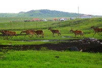 內蒙古克什克騰世界地質公園