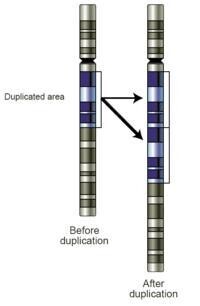 圖左圖右是染色體在重複發生前後的差異。