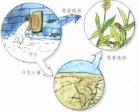 氰化物污染