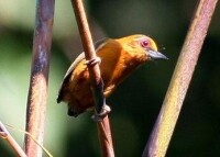 白眉棕啄木鳥 Sasia ochracea