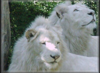 白獅子