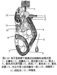 黃藻門