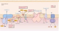 呼吸鏈中五種酶複合體