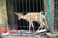 廣西藥用植物園