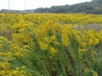 枝黃花屬