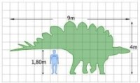 劍龍屬與人類的體型尺寸比較。
