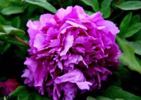 葛巾紫牡丹