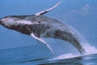 黑露脊鯨