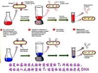 T2同位素標記感染實驗