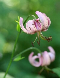 歐洲百合粉紅色變種