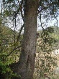 120餘年的紅豆杉