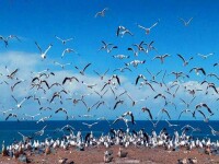 青海湖鳥島