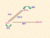 蛋白質合成體系