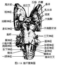 腦幹腹側面