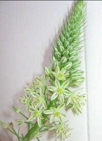 海蔥的花