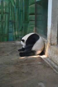 武漢動物園