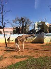 昆明動物園