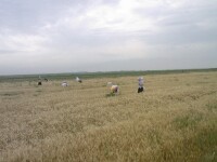 新疆小麥
