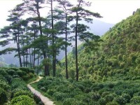 騎龍村[四川省雅安市名山區雙河鄉騎龍村]