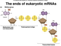 端體酶RNA