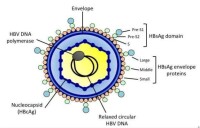 HBV-DNA