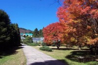 秋天迷人的槭樹園